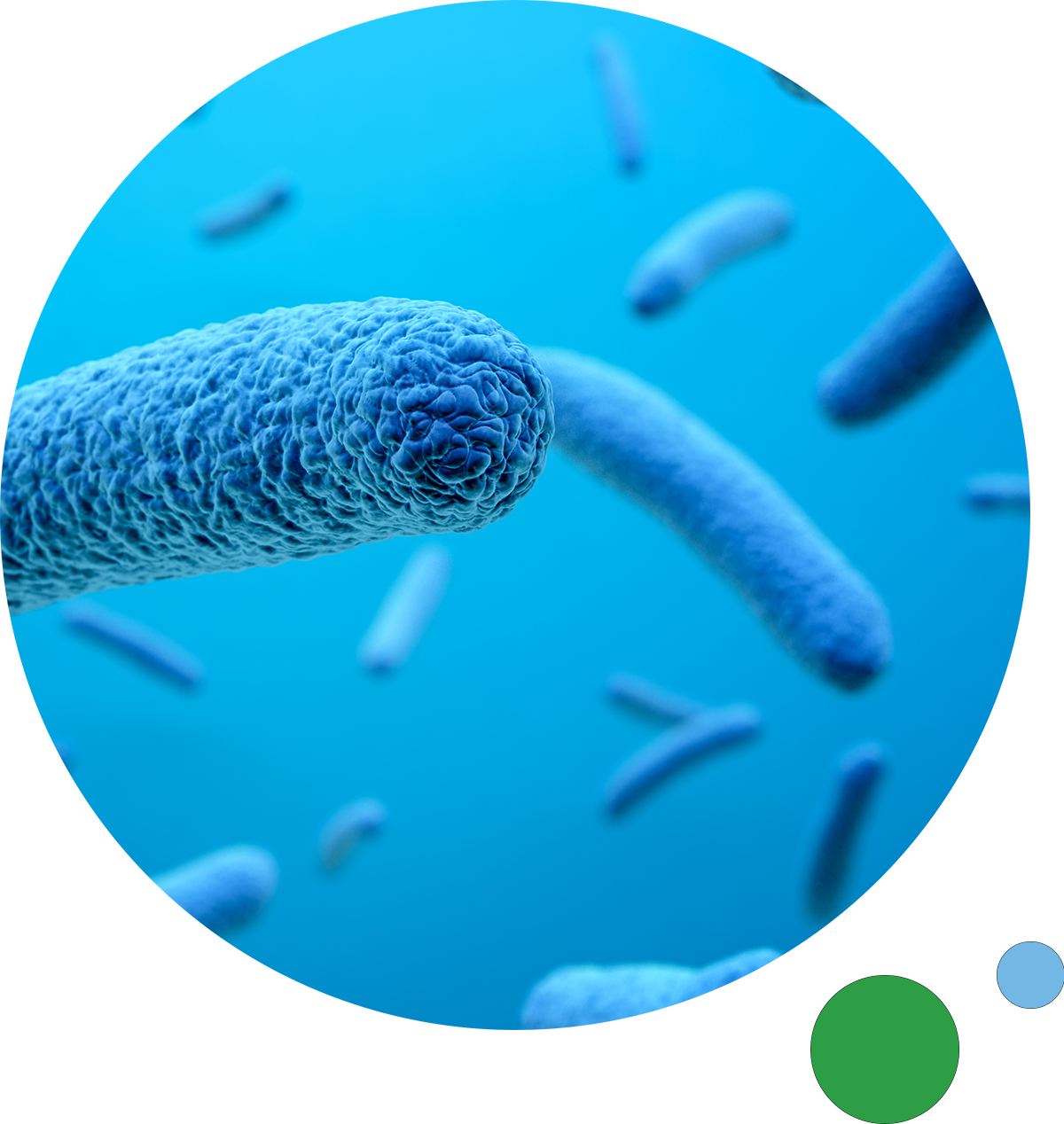 Bacteria